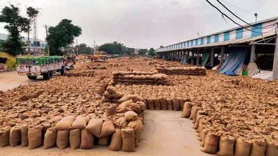 खरीद जोरों पर  उठान की लचर व्यवस्था से मंडियां जाम