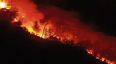 सोलन में 97 स्थानों पर लगी जंगलों में आग