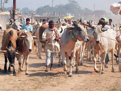 चीनी यात्री फाह्यान भी आया था ददरी मेले में