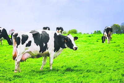 गाय से दूध के साथ अब इंसुलिन दुहने की तैयारी