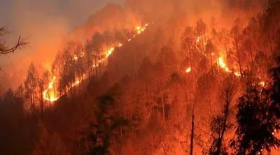 himachal news  हमीरपुर जिले में जंगल में लगी आग  महिला जिंदा जली